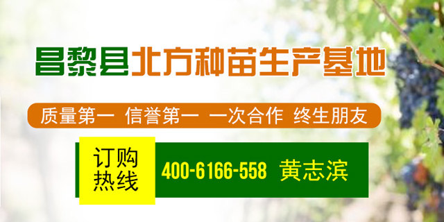 昌黎北方葡萄苗木基地-甜蜜蓝宝石葡萄苗