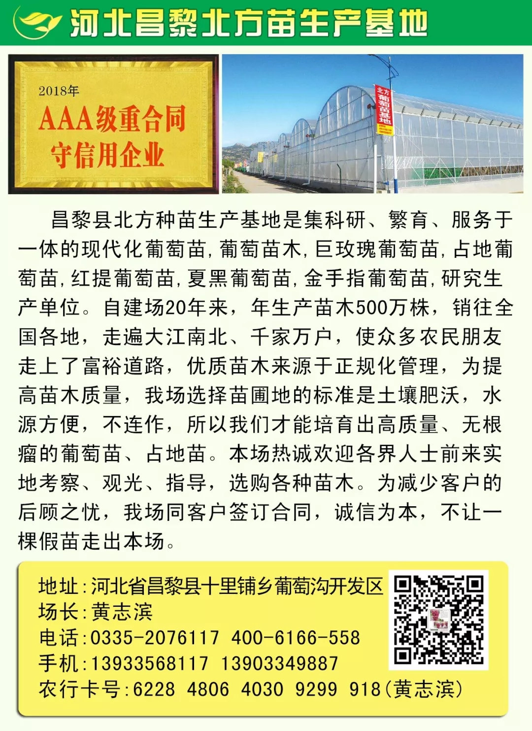 妮娜女皇葡萄苗