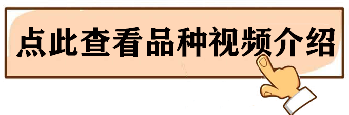 妮娜女皇葡萄苗