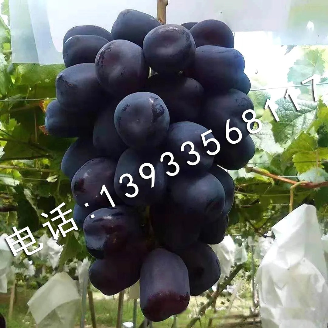 太湖
