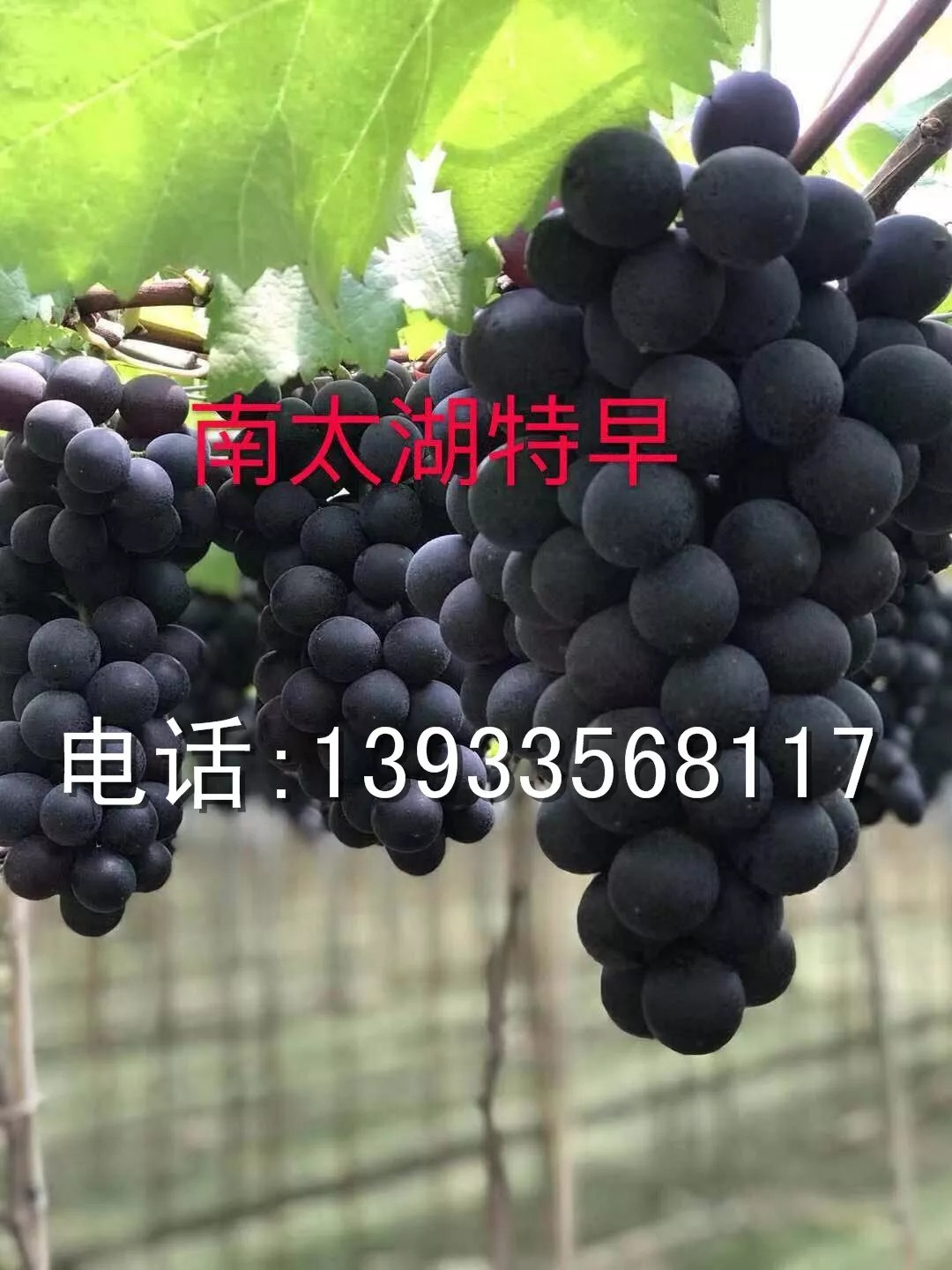 太湖