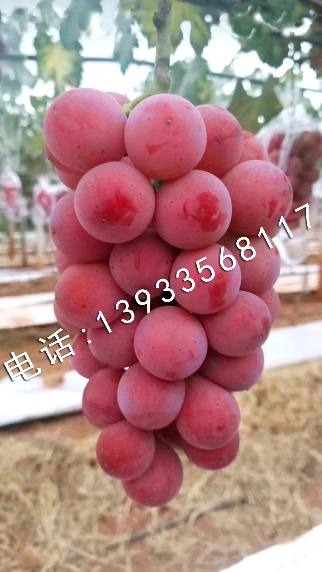 昌黎北方葡萄苗木基地-甜蜜蓝宝石葡萄苗