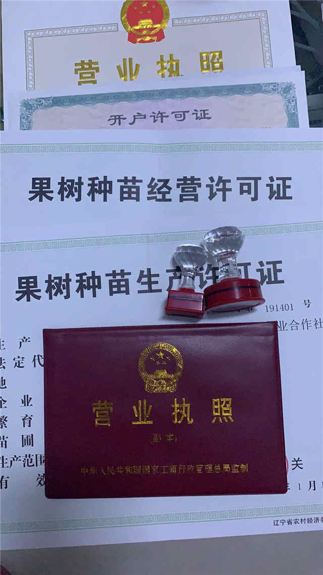 妮娜女皇葡萄苗