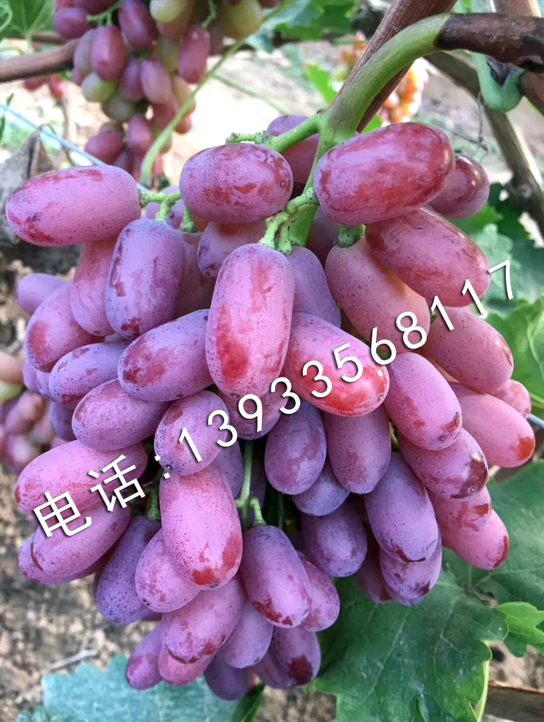 深红