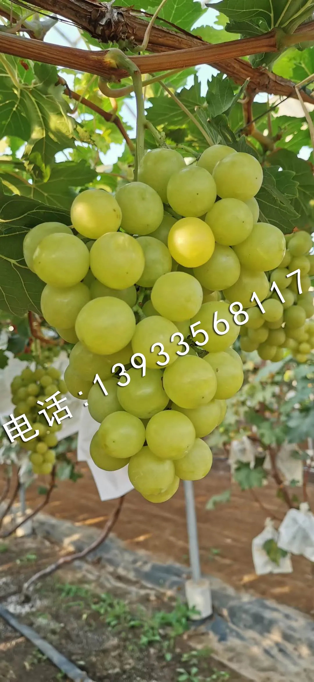 黄金蜜