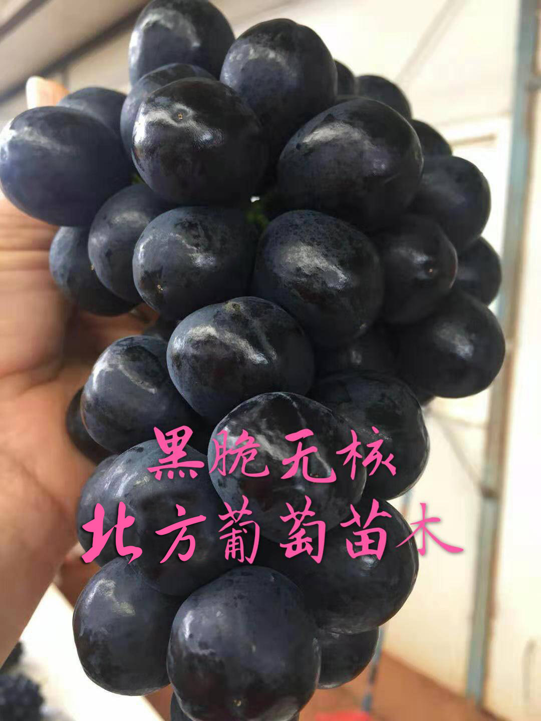 黑脆
